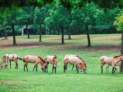 -杭州野生动物世界