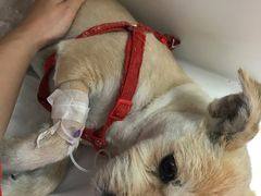 -瑞派·关忠动物医院·异宠专科·犬猫肿瘤·皮肤专科(望京店)