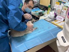 -瑞派·爱瑞可动物医院·口腔专科(广华新城分院)