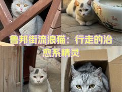 -鲁邦国际风情街(麦世达韩国精品百货店)