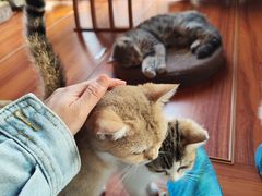 -楼上猫咖(罗湖店)