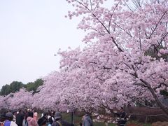 -顾村公园