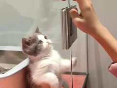 -babydoll猫舍·米努特·德文·缅因(久光中心店)