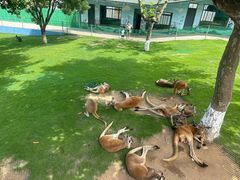 -西霞口神雕山野生动物世界