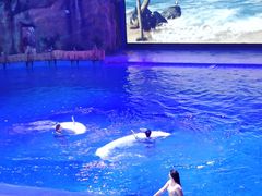 -芜湖新华联大白鲸海洋公园