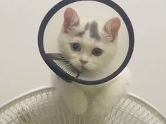 -屋虎猫馆(宝安大仟里店)