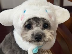 -翊宠yipet猫狗购宠庄园犬舍•猫舍