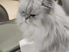 -藏猫猫咖啡主题馆(中央大道店)