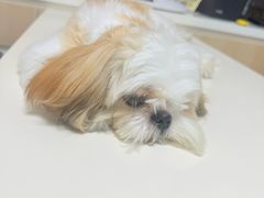-谐和益家动物医院·免疫绝育·血液透析·宠保定点医院(高新伊藤分院)
