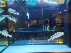 -肆月河豚·淮扬菜·湘菜(华天店)