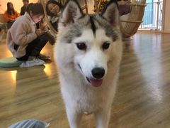 -Husky Go! 哈士奇体验馆·宠物咖啡厅狗咖