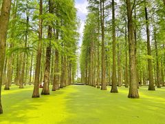 -渌洋湖湿地公园