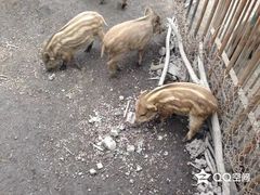 -哈尔滨北方森林动物园