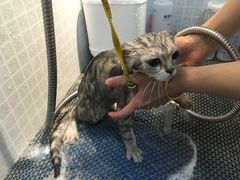 -PETKIT 小佩宠物·低压洗护·美容·寄养(安远店)