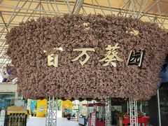 -百万葵园