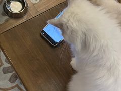 -猫猫幼稚园·撸猫·桌游·电玩