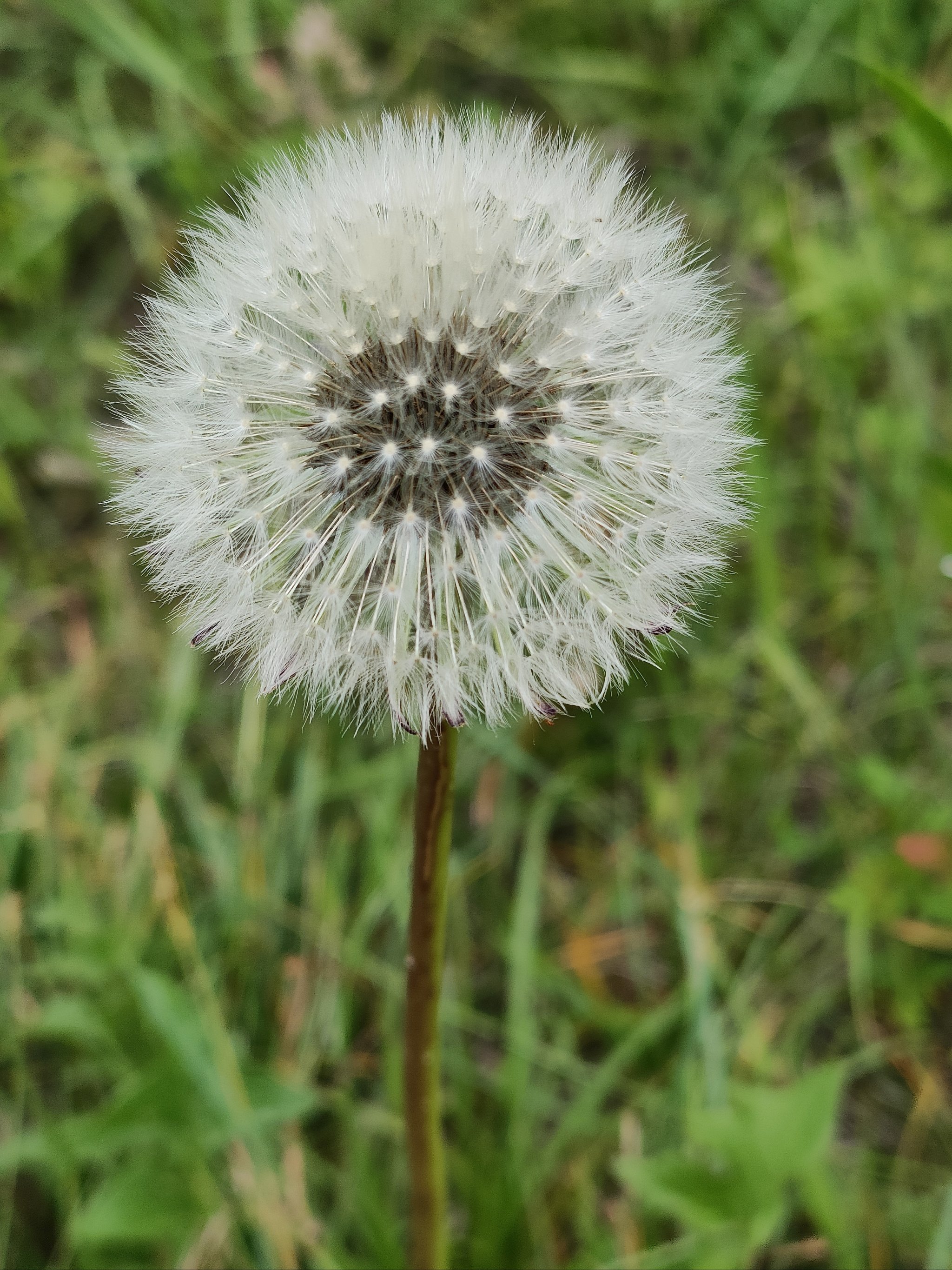 清晨露珠里的花图片图片