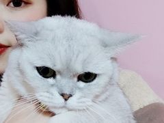 -李小姐の猫咖啡馆(五角场店)