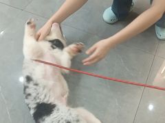 -贝利宠物医院·骨科·眼科·肿瘤转诊中心(南坪诊疗中心)