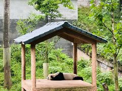 -中国大熊猫保护研究中心雅安碧峰峡基地