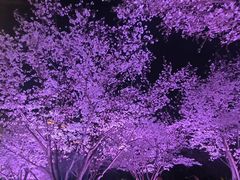 -西北湖绿化广场
