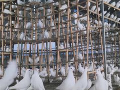 -皇鸽餐厅(五桂山分店)