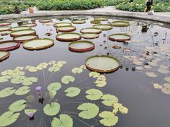 -白洋淀景区