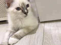 -喵的天空名猫咖啡馆·撸猫·猫舍·用品