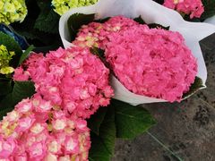 -龙大花卉苗木市场