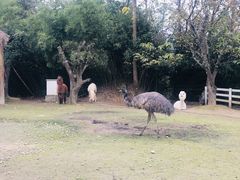 -都江堰玫瑰花溪谷
