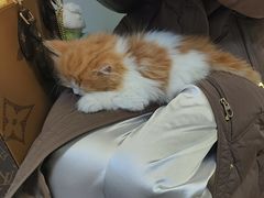 -爱妮康宠物医院·干细胞免疫细胞·肿瘤·心脏(张江店)