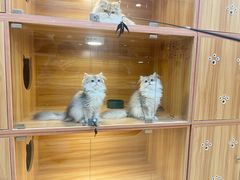 -猫十亿·布偶金渐层·曼基康矮脚猫舍(青年路店)