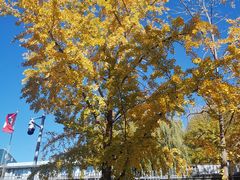 -三里屯东五街银杏大道