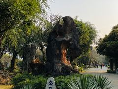 -云南勐巴娜西珍奇园