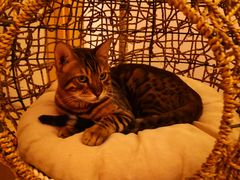 -猫腻·猫咖·撸猫馆(星光大道店)