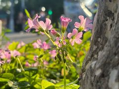 -长发西饼(道前店)