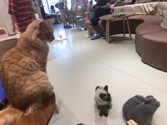 -藏猫猫咖啡主题馆(中央大道店)