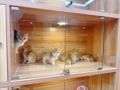 -猫十亿·布偶金渐层·曼基康矮脚猫舍(青年路店)