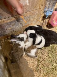 -酷嗒动物文化乐园(cutezoo西溪乐天城店)