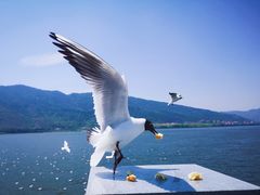 -滇池海埂公园