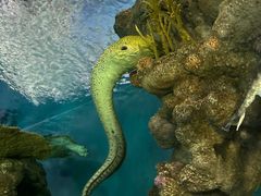 -上海海洋水族馆