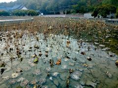 荷花池-横山寺