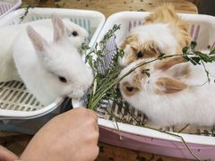 -藦茜花园宠物主题亲子互动体验馆(国顺东路店)