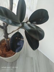-HEYAN荷妍专业脱毛连锁机构