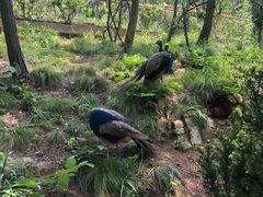 -西霞口神雕山野生动物世界