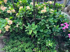 -深圳仙湖植物园