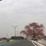 木棉花开 飞絮濛濛