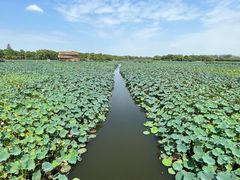 -荷塘月色湿地公园·向阳花洲