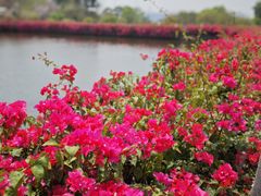 -广州莲花山旅游区