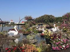-荷兰花海